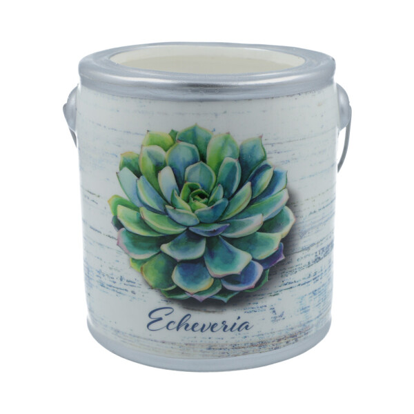 Cashmere - Echeveria Farm Fresh Collection 566g