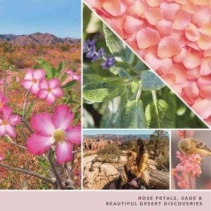 Desert Blooms Scenterpiece™ Easy MeltCup